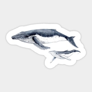 Humpback whale mother and baby Sticker